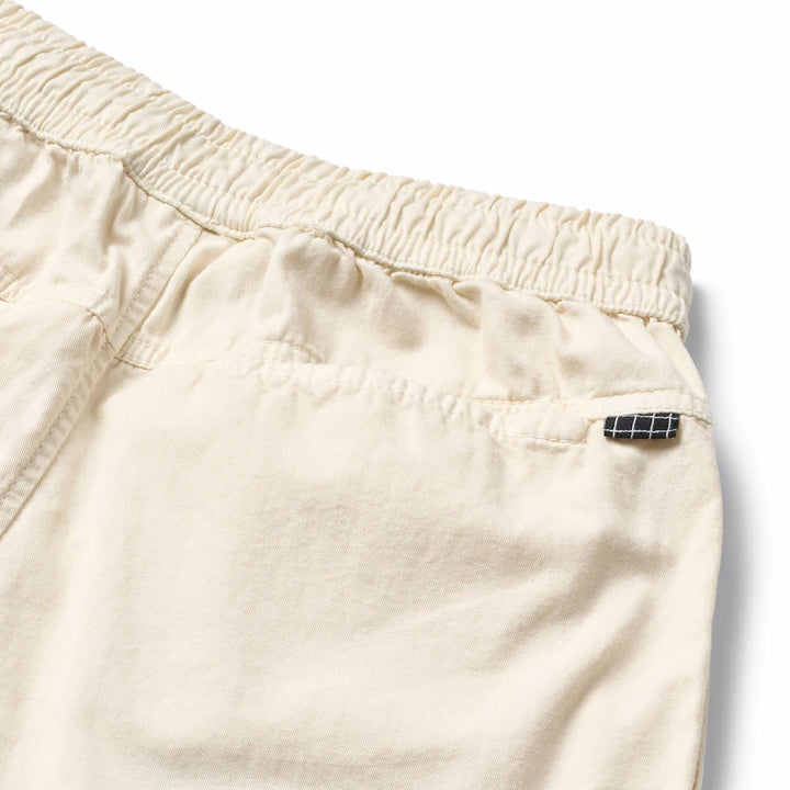 Aster, Summer Sand